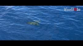 'Tourist records a Great White Shark swimming right under a Sea Turtle '