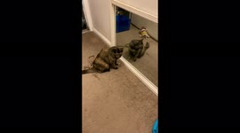 'Woman shares 'Freaking Cute' video of her pet cat trying to befriend her reflection in the mirror '
