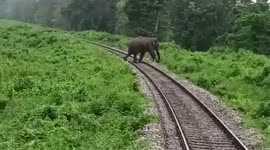 Pilots stop train engine to allow elephant cross railway tracks in eastern India
