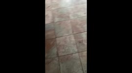 'Rescue cat spends first Christmas trying to 'rearrange' the Christmas tree '