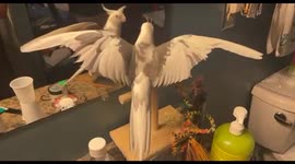 Cockatiel or rockatiel? Energetic bird dances to rock music