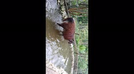 LLamas  walking on water on Safari Adventure Park