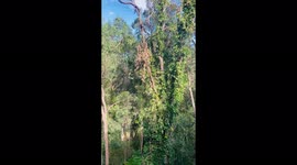 Windy Trees