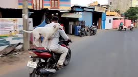 Relaxed dog casually rides on his owner's motorbike in southern India