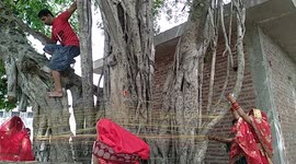 vat puja or bargad puja religious festival in India celebrated by married women