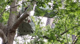 Protester sets up tent in trees near Eiffel Tower in response to plans to cut them down