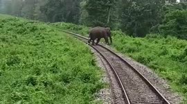 Trains stop to allow elephants to cross railway tracks in West Bengal, India