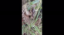 Young pangolin curls up for nap after gorging on ants in South Africa