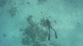 Fearless diver swims with carnivorous sharks as big as him in the Maldives