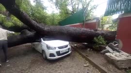 Huge tree crushes car as intense storm slams Delhi and surrounding region