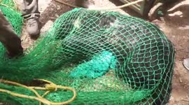 Bear rescued after falling into well in central India