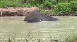 Elephant dubbed 'world's loneliest jumbo' before being saved by Cher relaxes in jungle pool in new home