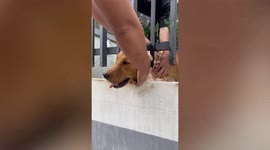 Golden Retriever rescued after getting head stuck in metal fence