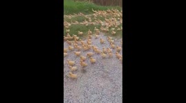 Vietnamese farmer calls out and thousands of ducklings fall in line
