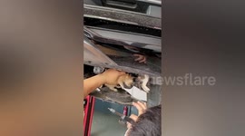 Chinese motorist finds kittens rummaging around car engine