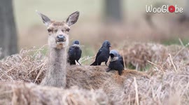 Birds pluck hairs off unfazed deer for their nests