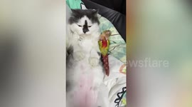 Pet parrot lies down next to its cat friend