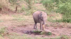 Straws for elephants: Clever jumbos use tube-well to quench their thirst even during dry spells in Sri Lanka