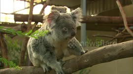 What makes this moment so special for this young koala