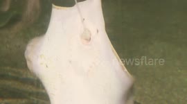 Kabob-style breakfast for stingrays