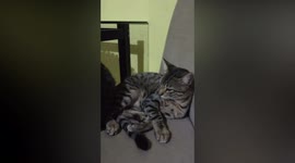 The kittens taking a nice nap on the kitchen dining table chair