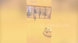 Woman has hilarious reaction after she discovers a herd of cows in her back garden