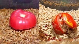 Mealworms vs maggots: YouTuber films as insects devour tomato