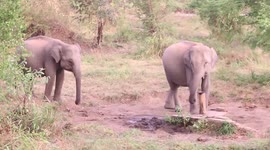 Clever elephant drinks water from broken tubewell in Sri Lanka