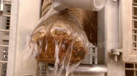 Find out the importance of a health check up for these zoo elephants