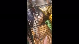 Hammered hamster? Pet falls asleep hanging by hands in hilarious video