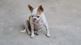 Brave pet chihuahua tries to fight off Godzilla-like monitor lizard invading owner's house
