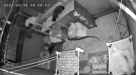 Brave pet cat claps a huge python on the NOSE to stop it from attacking