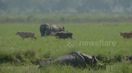 Rhino pairs lock horns as a customary mating ritual at the Kaziranga National Park in Eastern India