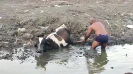 Cow gets stuck in mud, rescued in central India