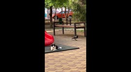 A curious crow sneaks up on a cat from behind