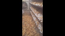Thousands of ducks hatch from eggs due to hot weather in Vietnam