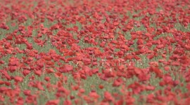 Wild Poppy fields in full bloom at Cornwall's West Pentire specially farmed nature area, in part owned by the National trust.