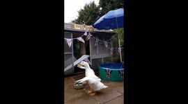 Petal the Aylesbury Duck won't stop at anything to protect the Crown!