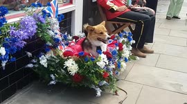 Corgis and dancing at London street party for Platinum Jubilee