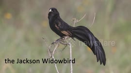 Jackson's Widowbird's courtship display jumping in the savanna to seduce a female