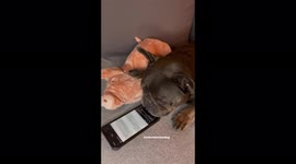 French bulldog reacts after Johnny Depp’s wins