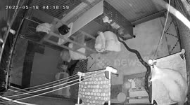 Brave pet cat claps a huge python on the NOSE to stop it from attacking (extended)