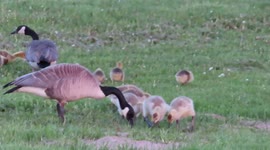 So cute Goslings and Geese searching for food along the shores of Lake Superior in Ashland