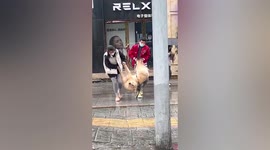 Hilarious moment dog owner carries golden retriever upside so it won't get dirty