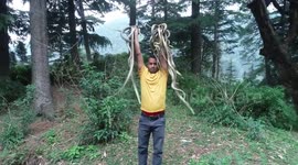 Daring man releases more than 20 venomous snakes in the wild in northern India