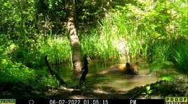 Newborn bear cubs play in Idaho pond while mama relaxes with bath