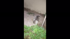 CAT VERSUS INSECT . CAT FOOD MADE FROM INSECT . CAT PLAYING IN INSECT