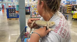 Bearded Dragon takes a trip to Walmart looking for a new razor!