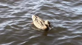 Wild ducks watching along the shores of Lake St Louis in Pointe Claire Canada