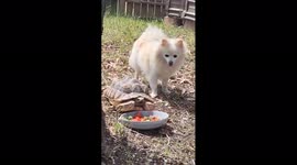 Desert Tortoise and His New Pomeranian Dog Friend